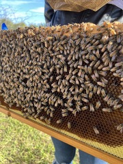 Apis mellifera