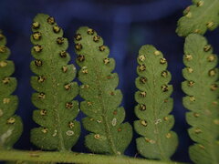 Dryopteris sandwicensis