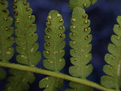 Dryopteris sandwicensis