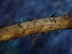 Dryopteris sandwicensis