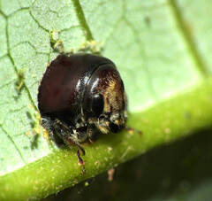 Camptocerus mandelshtami