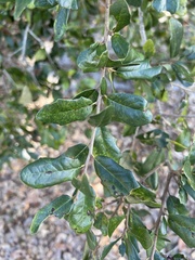 Quercus virginiana