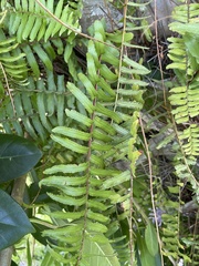 Nephrolepis exaltata