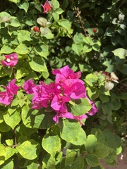 Caryophyllales