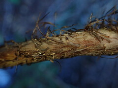 Dryopteris sandwicensis