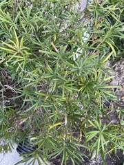 Asparagus aethiopicus