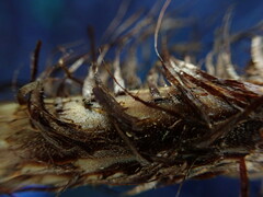 Dryopteris sandwicensis