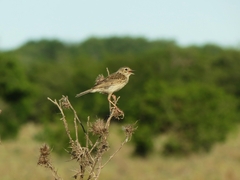 Anthus hellmayri