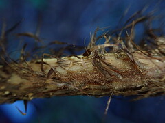 Dryopteris sandwicensis