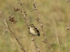 Ammodramus humeralis