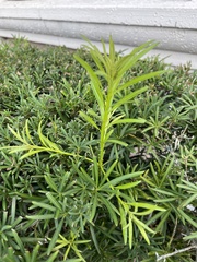 Asparagus aethiopicus