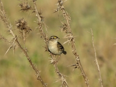 Ammodramus humeralis