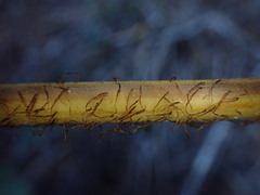 Dryopteris sandwicensis