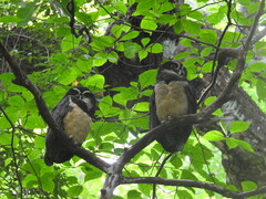 Pulsatrix perspicillata