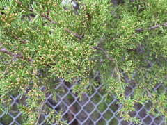 Juniperus ashei