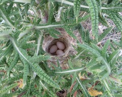 Polystictus pectoralis