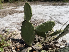 Opuntia austrina