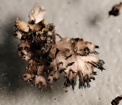 Anaptychia runcinata