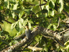 Melanerpes hoffmannii