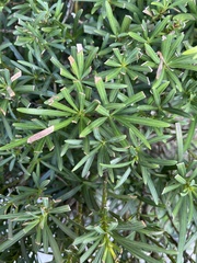 Asparagus aethiopicus