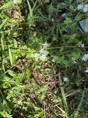 Richardia grandiflora