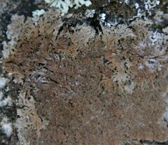 Anaptychia runcinata