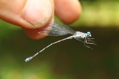 Lestes forcipatus