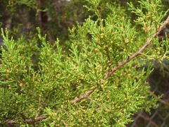 Juniperus ashei