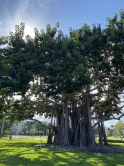Ficus benghalensis