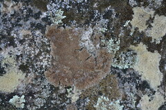 Anaptychia runcinata