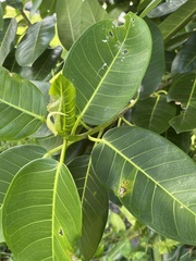Ficus aurea