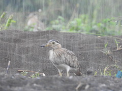 Burhinus bistriatus
