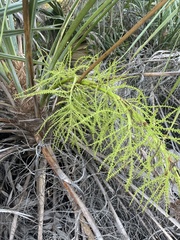 Coccothrinax argentata