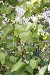 Vitis vinifera
