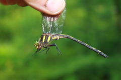 Cordulegaster obliqua