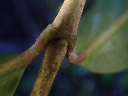 Dubautia latifolia observed 2022-11-16