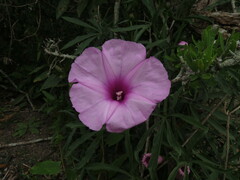 Ipomoea platensis