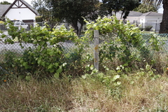 Vitis vinifera