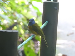 Eucometis penicillata