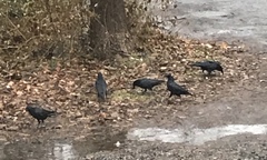 Corvus brachyrhynchos