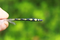 Cordulegaster obliqua