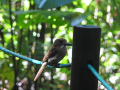 Malacoptila panamensis