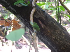 Lepidothrix velutina