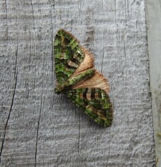 Austrocidaria similata