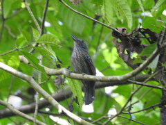 Thamnophilus bridgesi