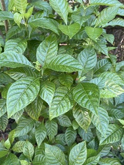 Psychotria nervosa