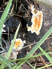 Pycnoporellus alboluteus