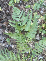 Pteridium caudatum