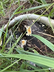 Pycnoporellus alboluteus