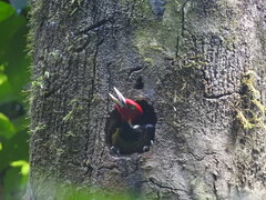 Campephilus guatemalensis